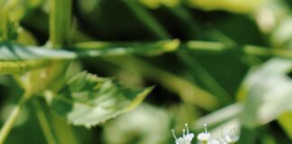 Apollonia Praxisklinik Zahnarzt Düsseldorf: Entdecken Sie Perfekte Zahnpflege!