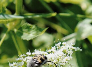 Apollonia Praxisklinik Zahnarzt Düsseldorf: Entdecken Sie Perfekte Zahnpflege!