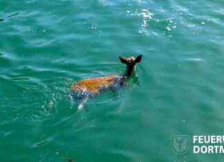 Rettungsaktion für Rehe im Dortmund-Ems-Kanal | SAT.1 NRW – Infopage zur Sendung rettungsaktion-fr-rehe-im-dortmund-ems-kanal-sat1-nrw-nfopage-zur-sendung