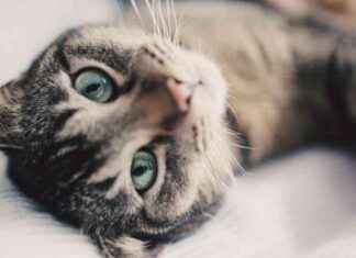 SEO-freundlicher Titel: Warum Katzen ihre Schmerzen verbergen und wie man sie erkennt seo-freundlicher-titel-warum-katzen-ihre-schmerzen-verbergen-und-wie-man-sie-erkennt