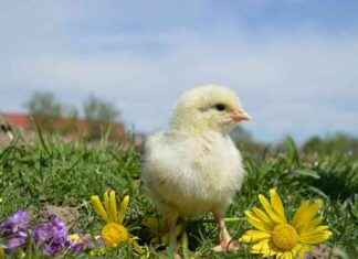 Tragisches Ereignis: 60 Küken sterben wegen gestohlenem Kabel tragisches-ereignis-60-kken-sterben-wegen-gestohlenem-kabel