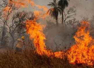 Verlust von 18 Fußballfeldern Regenwald pro Minute: Die alarmierende Zerstörung der Natur verlust-von-18-fuballfeldern-regenwald-pro-minute-die-alarmierende-zerstrung-der-natur