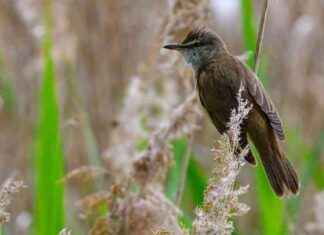 Wettervorhersage: Sonnenschein und vereinzelte Schauer in Aussicht wettervorhersage-sonnenschein-und-vereinzelte-schauer-in-aussicht