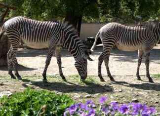 Zebrastreifen-Alarm im Kölner Zoo: Alle Infos zur Sendung | SAT.1 NRW zebrastreifen-alarm-im-klner-zoo-alle-nfos-zur-sendung-sat1-nrw