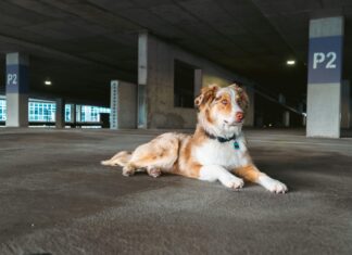Parkhaus P2 Flughafen Düsseldorf: Ihr Geheimtipp Für Stressfreies Parken