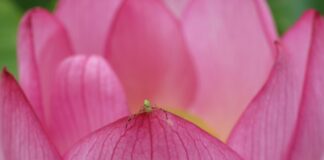 Little Tokyo Düsseldorf: Entdecken Sie Die Geheimnisse Der Immermannstraße