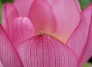 Little Tokyo Düsseldorf: Entdecken Sie Die Geheimnisse Der Immermannstraße