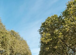 Thalia Mayersche Düsseldorf – Königsallee: Entdecken Sie Verborgene Schätze!