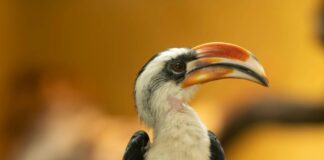 Düsseldorf Van Der Valk: Entdecken Sie Luxuriöse Annehmlichkeiten!