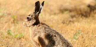 Unterhalt Düsseldorfer Tabelle 2024: Was Bedeutet Das Für Sie?