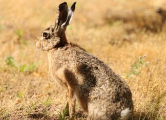 Unterhalt Düsseldorfer Tabelle 2024: Was Bedeutet Das Für Sie?