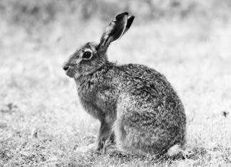 Düsseldorfer Tabelle 2024 Zahlbeträge: Was Bedeutet Das Für Sie?