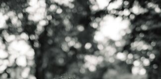 Was Kann Man In Düsseldorf Machen? Entdecke Die Geheimtipps!