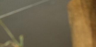 Teilnehmer: Preussen Münster Gegen Fortuna Düsseldorf – Wer Gewinnt?