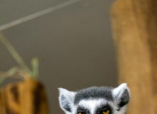 Teilnehmer: Preussen Münster Gegen Fortuna Düsseldorf – Wer Gewinnt?