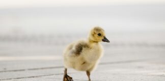 Teilnehmer: Fortuna Düsseldorf Gegen 1. FC Köln Tabelle Enthüllt