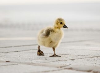 Schießerei In Düsseldorf Heute: Was Passiert Ist Und Warum?