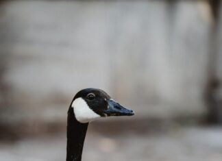 Innside By Meliá Düsseldorf Seestern: Entdecken Sie Eleganz Pur
