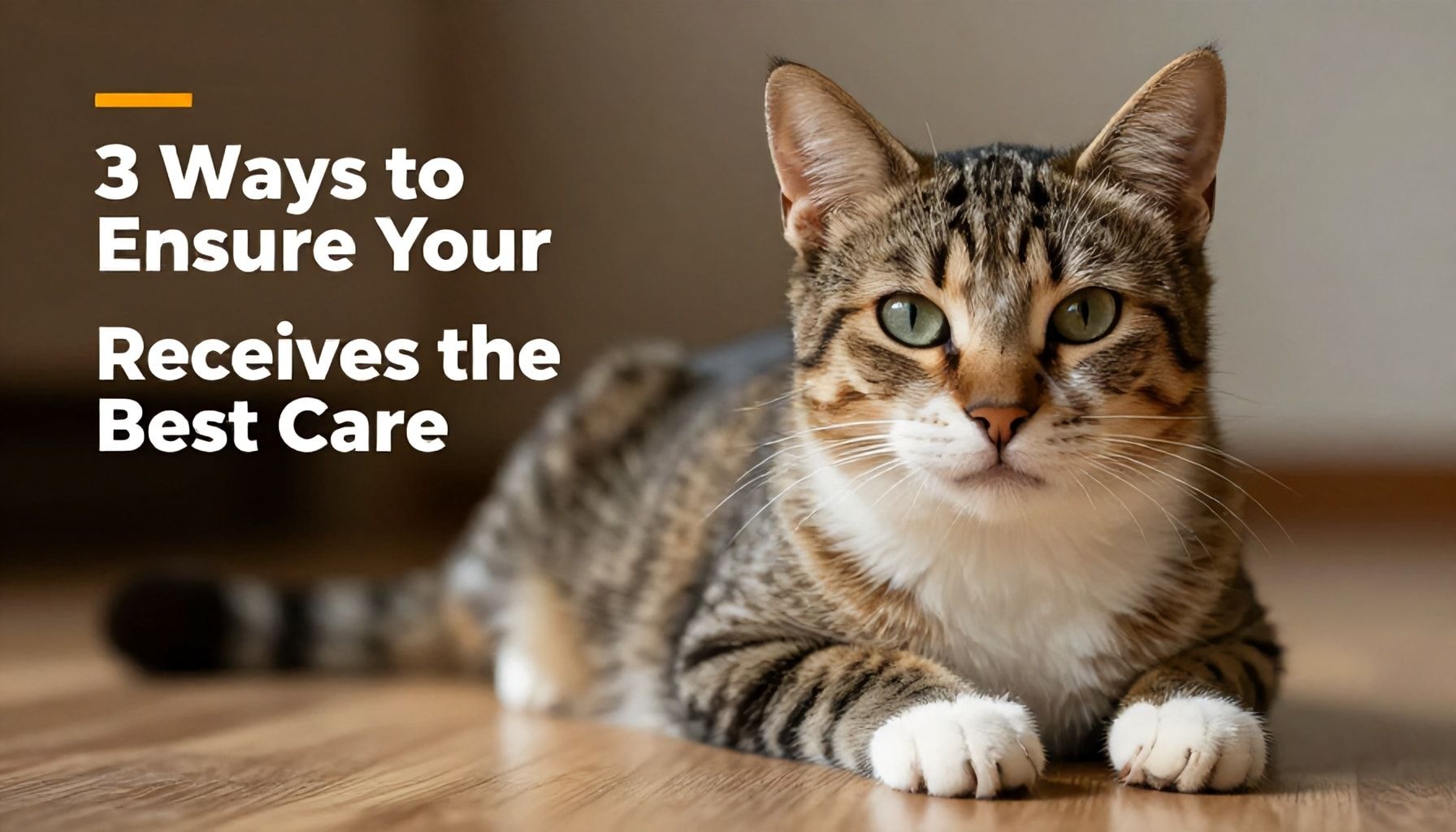 5 Wege, wie Sie sicherstellen, dass Ihre Katze die beste Pflege erhält*