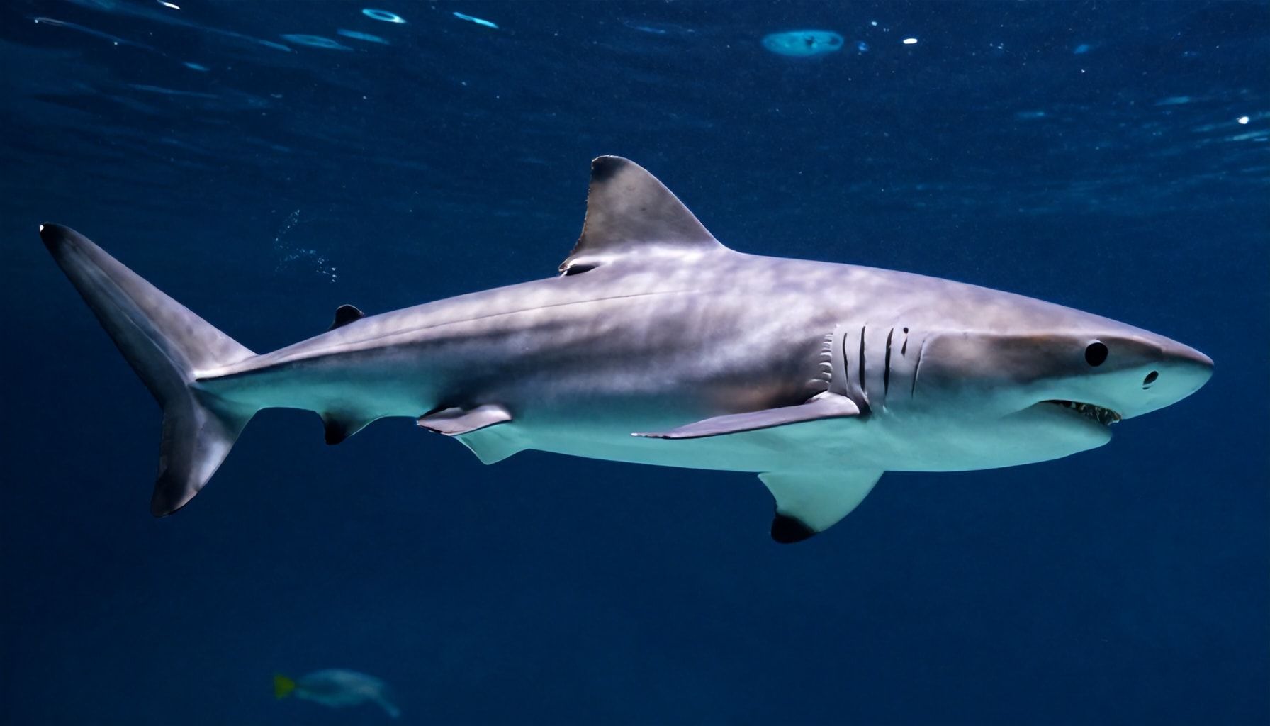 Die Wahrheit über Haie: Was Sie im Aqua Zoo Düsseldorf wirklich über diese Jägern lernen können*