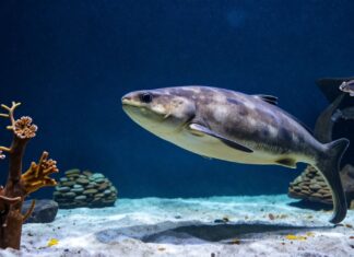 Entdecken Sie die faszinierende Unterwasserwelt im Düsseldorfer Aquazoo